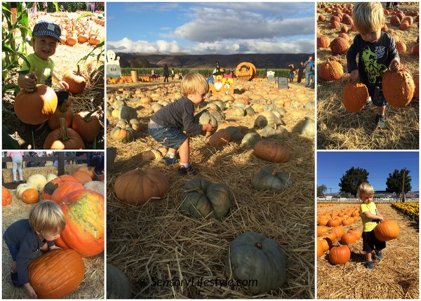 Pumpkin Patch