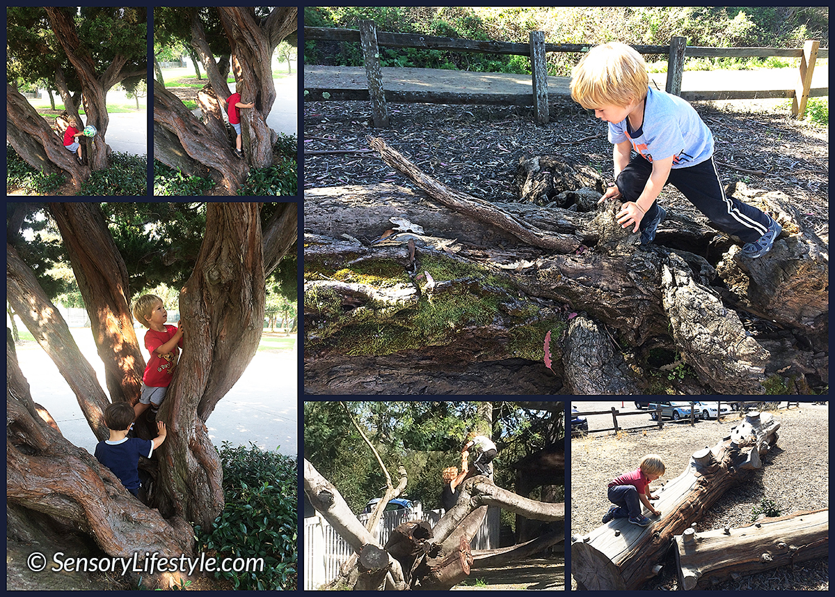 Climbing trees